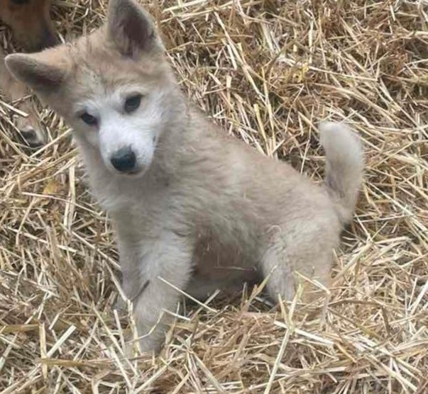 Аляскинский маламут! Продам