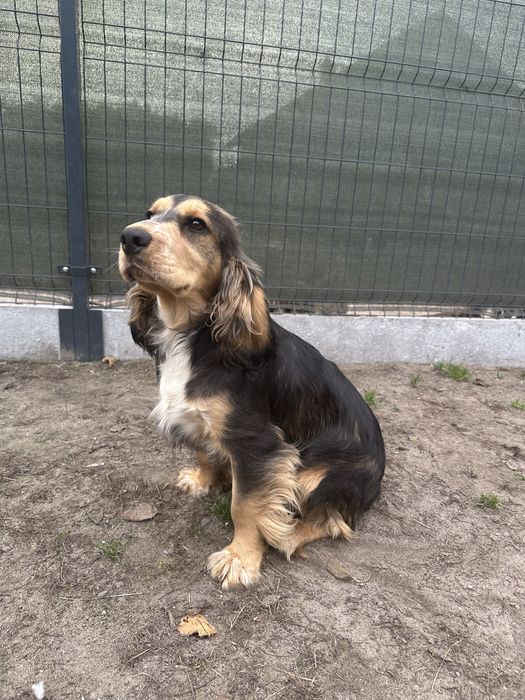 Cocker spaniel chłopiec