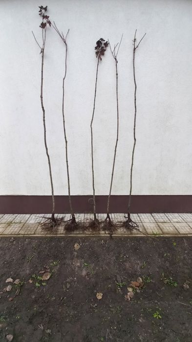 Продам червонолистий клен та зелений Globozum