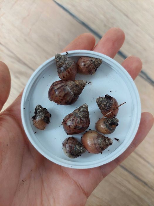 Ślimaki afrykańskie młode lissachatina fulica różne kolory