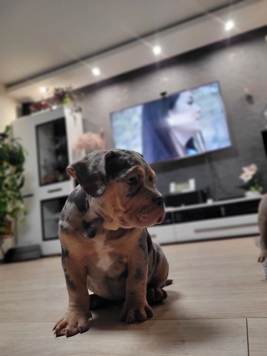 American bully suczka blu merle pocket