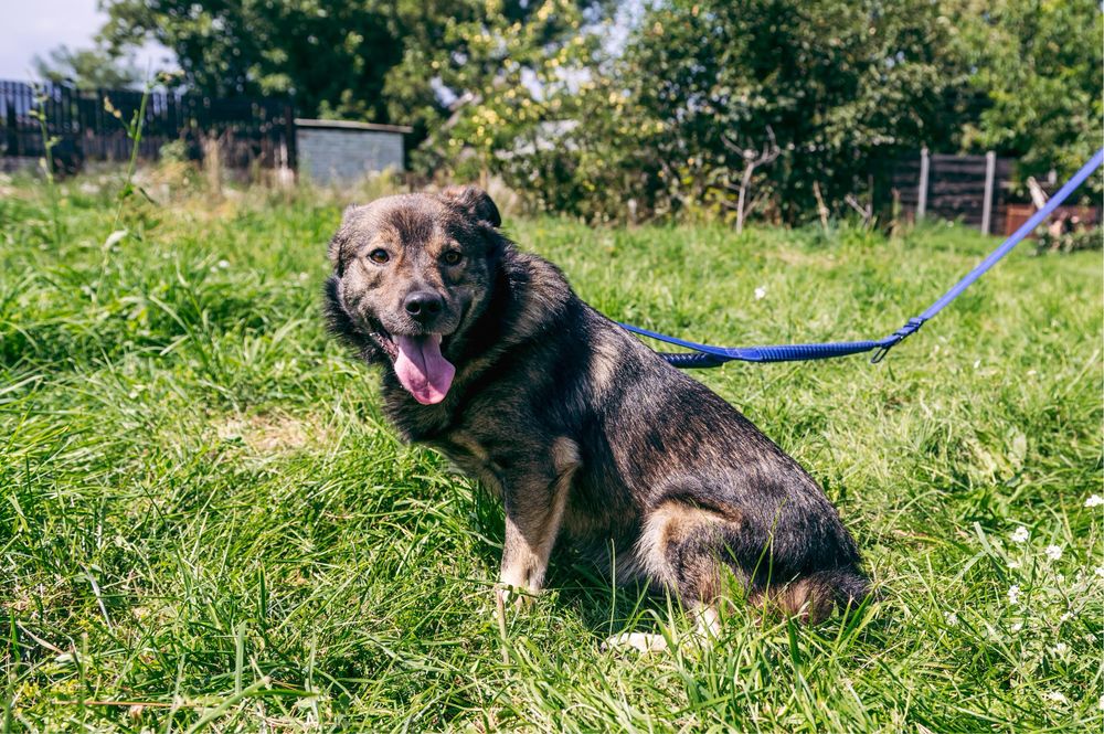 Віддам в добрі руки чудового собаку