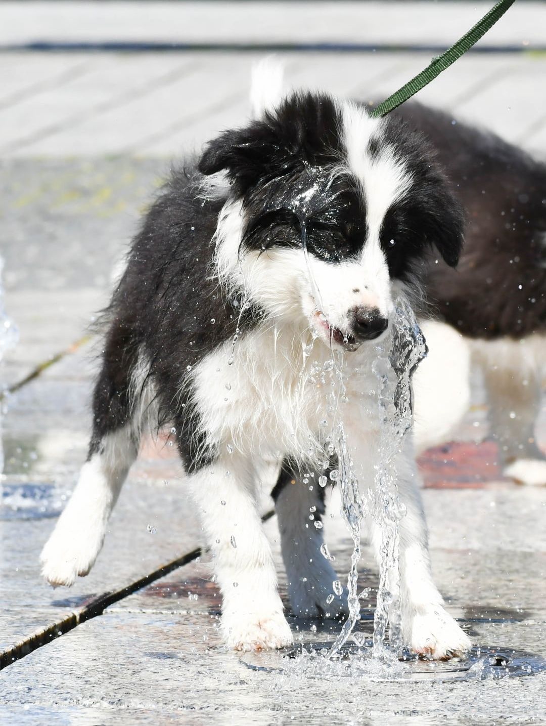 Cudowny piesek Border Collie ZKwP FCI