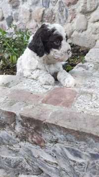 Lagotto Romagnolo Zakątek Bystrego FCI