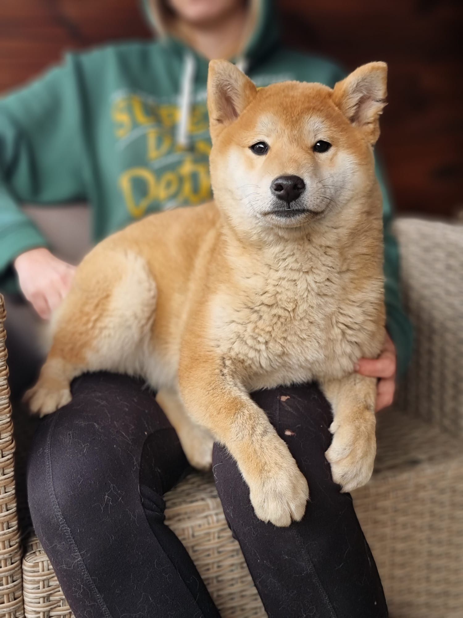 SHIBA INU szczeniak czerwony suczka pieski Bunia