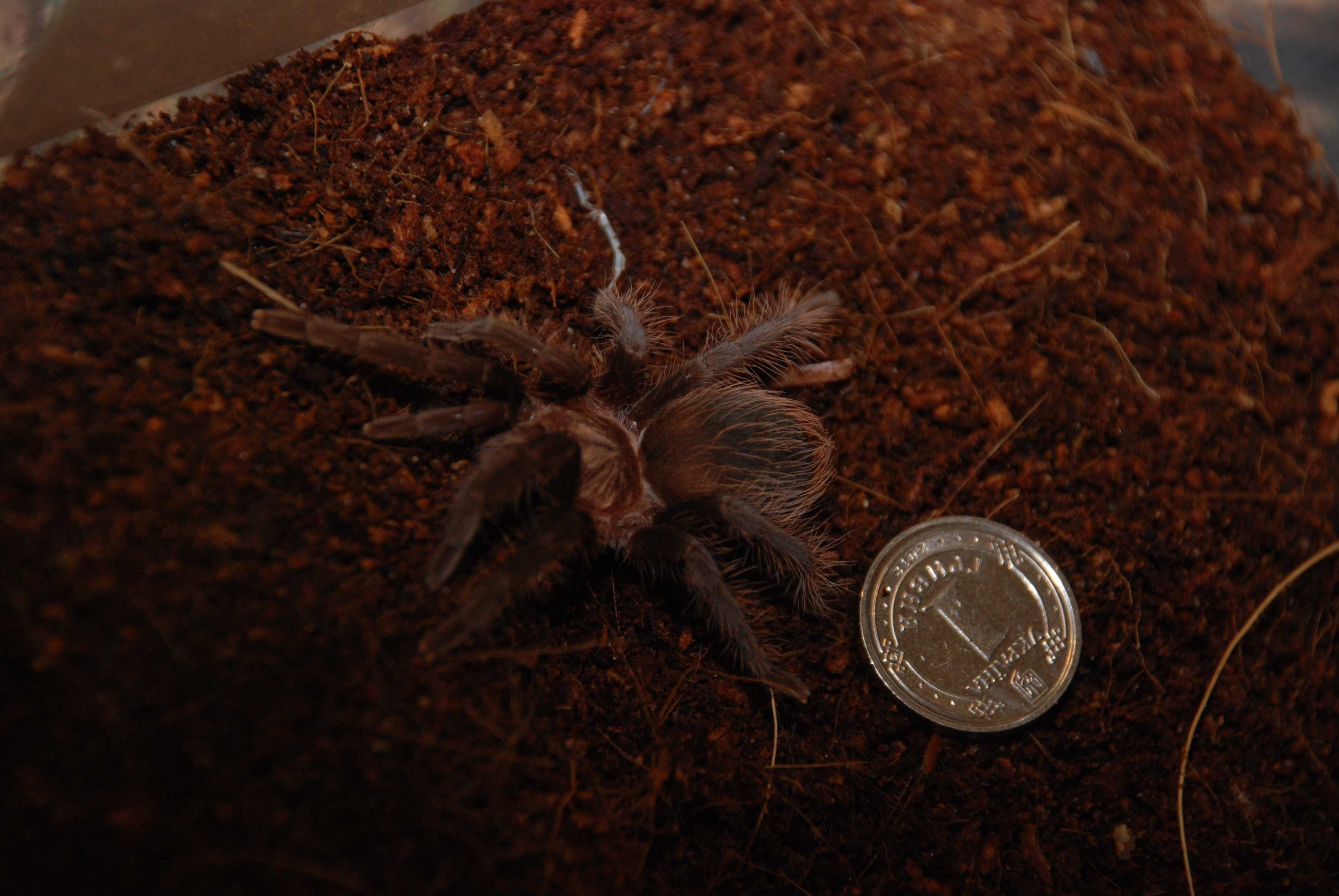 Красивейший паук Брахипельма Альбопилосум
