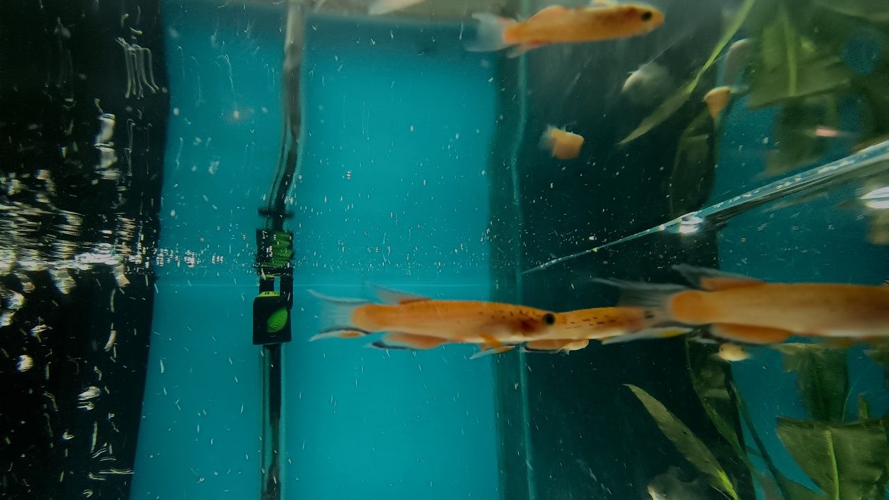 Proporczykowiec z kap lopez ryby akwariowe