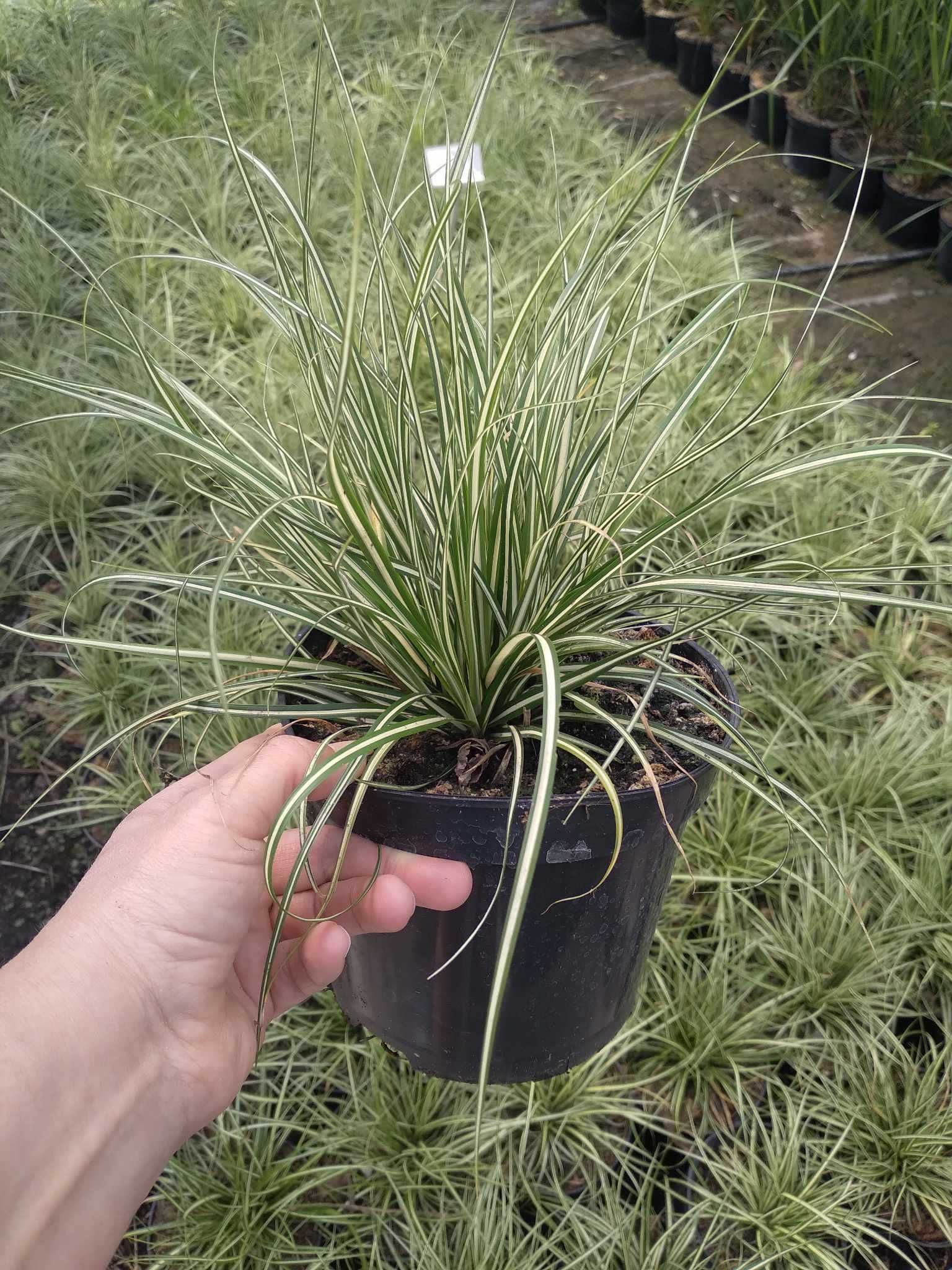 Turzyca oszimska, Carex Moonlight