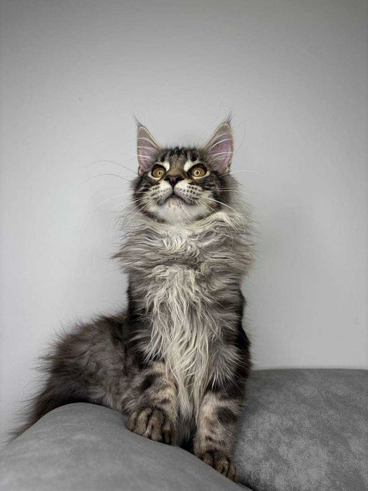 Хлопчик мейн-кун сріблясто-мармурового забарвлення з всіма Документами