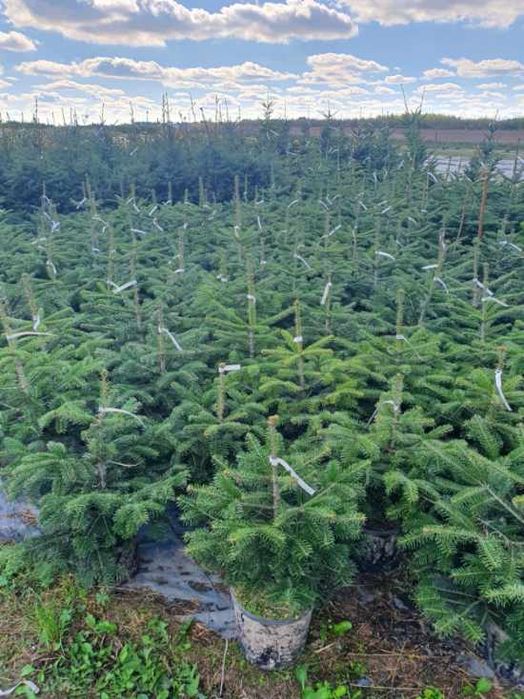 Jodla kaukaska abies nordmaniana  w donicy 60-80 cm