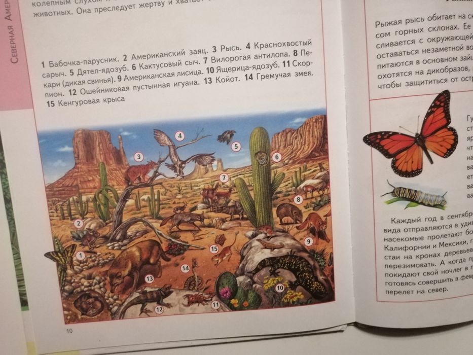 Детский иллюстрированый атлас животные для школьников
