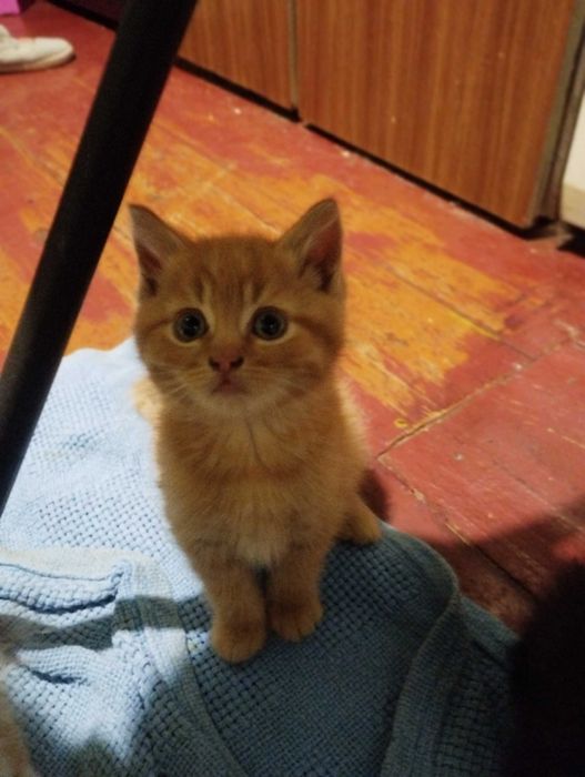 Подарую муркотливих котенят