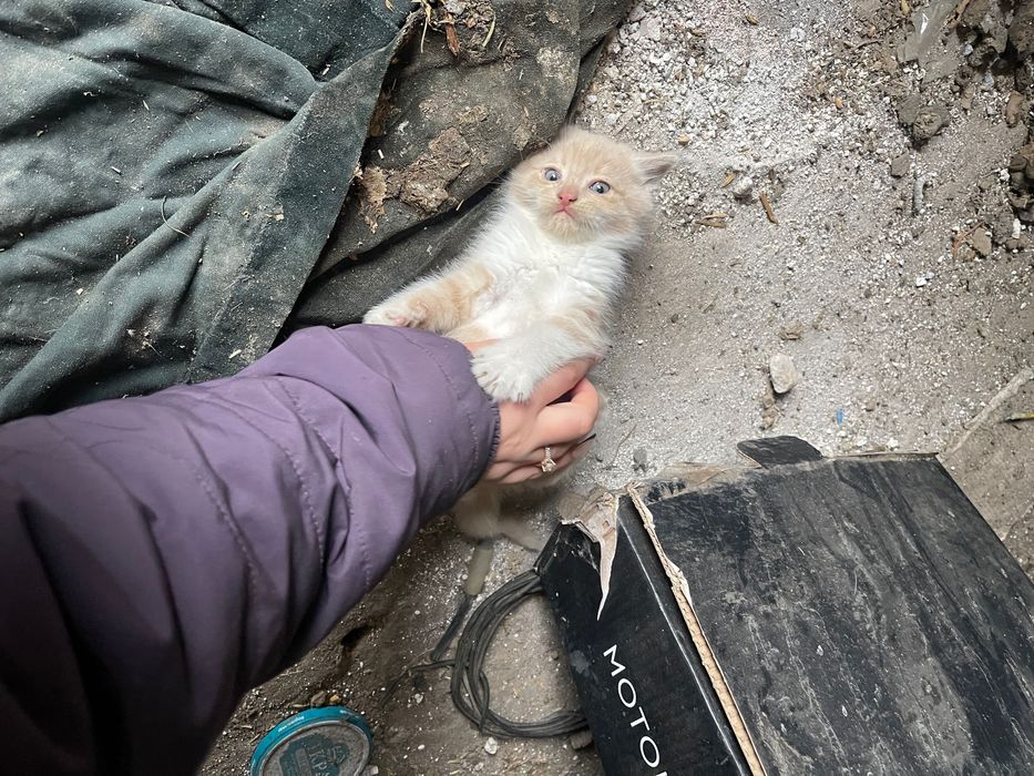 Отдам котят в добрые руки