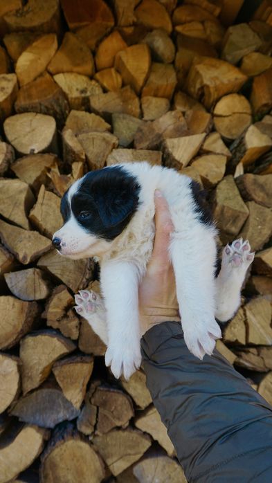 Border Collie suczka