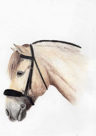 Szkic, obraz, portret konia, koń namalowany akwarelami