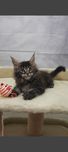 Дiвчинка Maine-Coon  Мрiя здiйсниться!