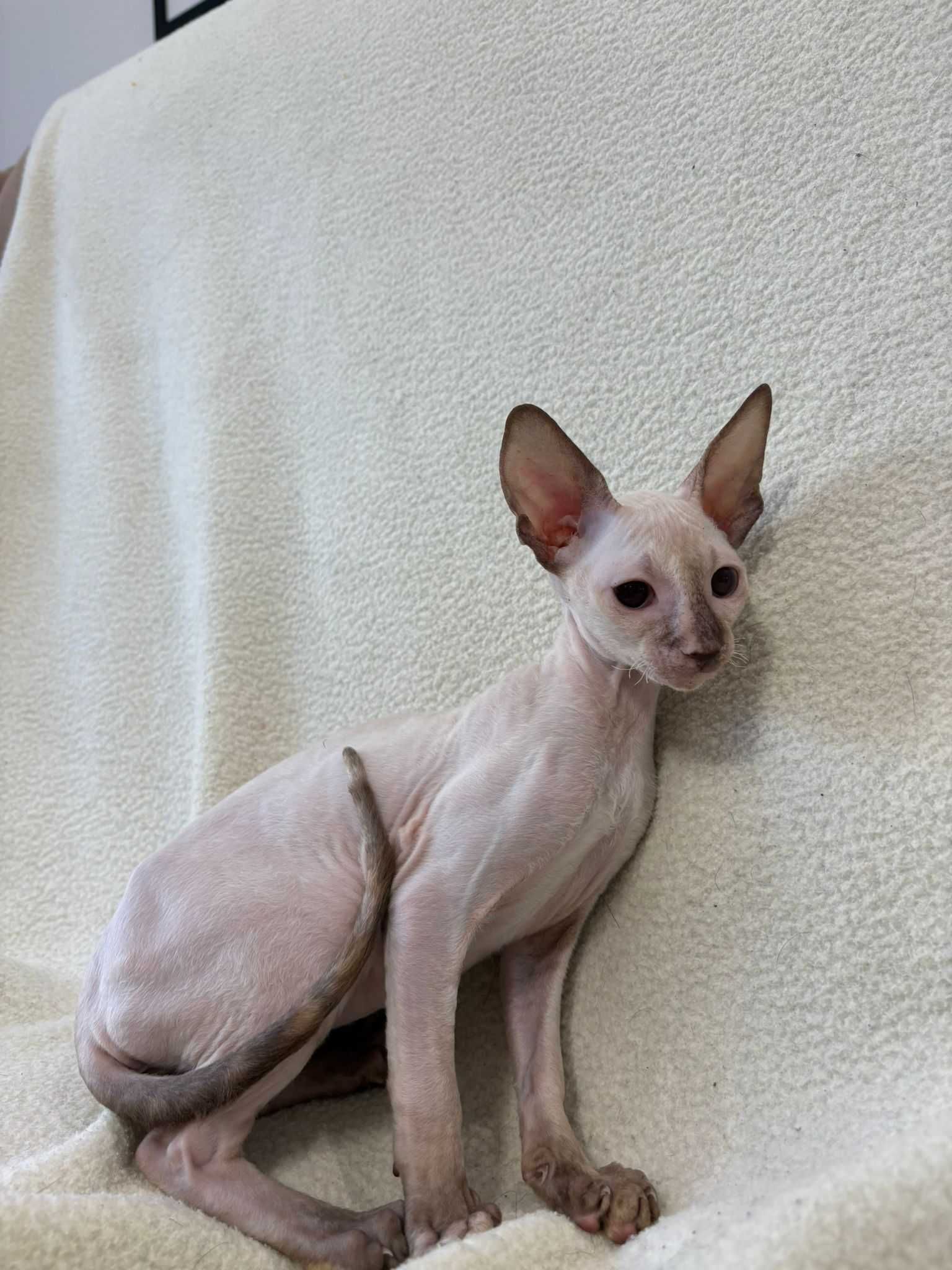 CORNISH REX - Dostępna kotka o imieniu VIKTORIA Hodowla: MatiMalwa*PL