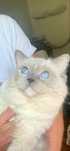 Ragdoll Kocurek Blue Mitted do Hodowli