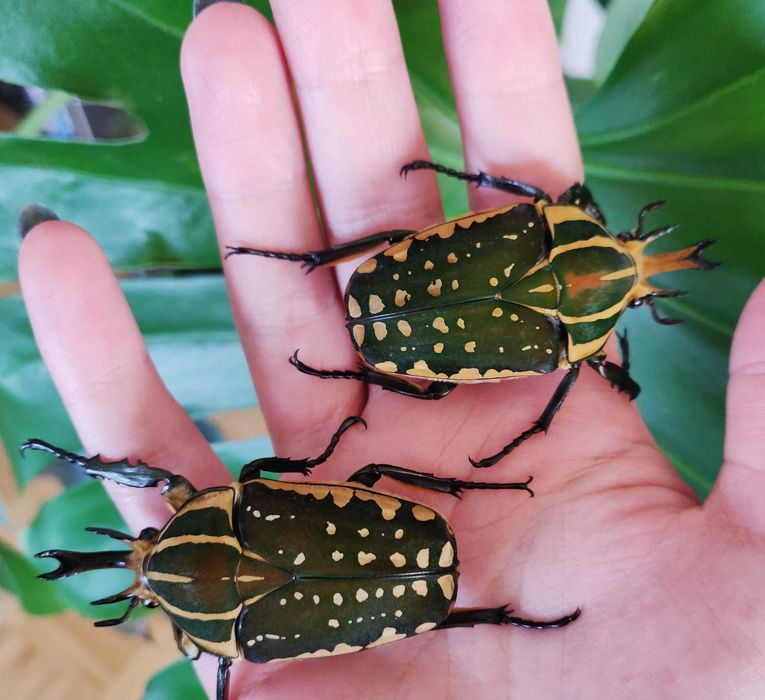 Chrząszcz Mecynorhina confluens L2 – Piękne, rzadkie okazy, pakiety !