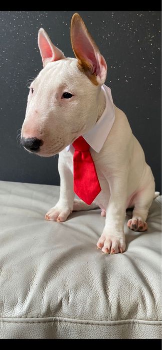 Super chłopiec bulterier miniaturowy