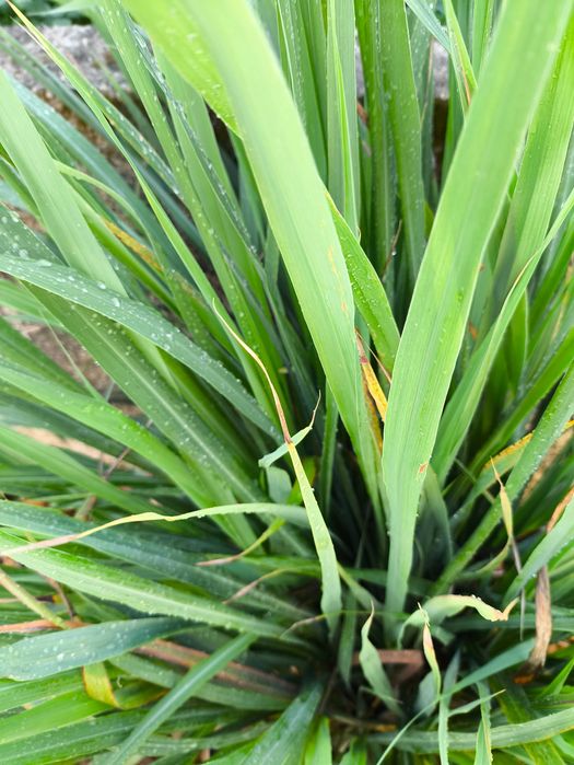 venda de ervas aromáticas e chás