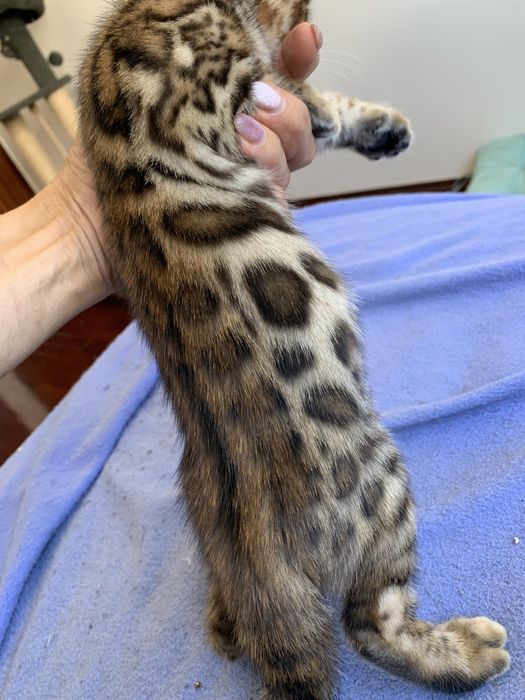 Gatinha bengal registada com LOP e vacinas