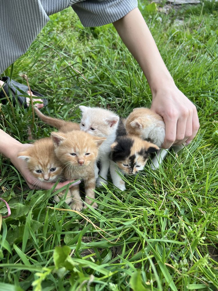 Віддам кошенят (дівчата)