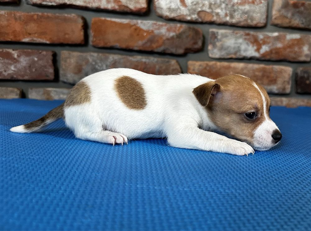 Cudna suczka Jack Russell Terrier !!