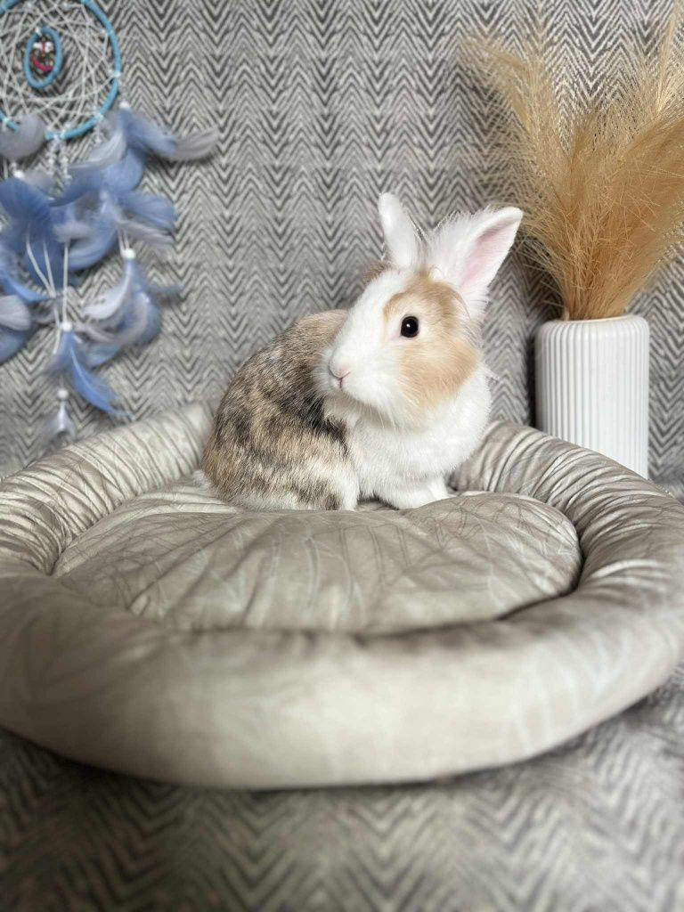 Królik miniaturka samiczka