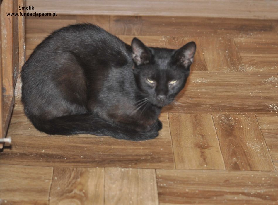 Smolik- szuka spokojnego domku