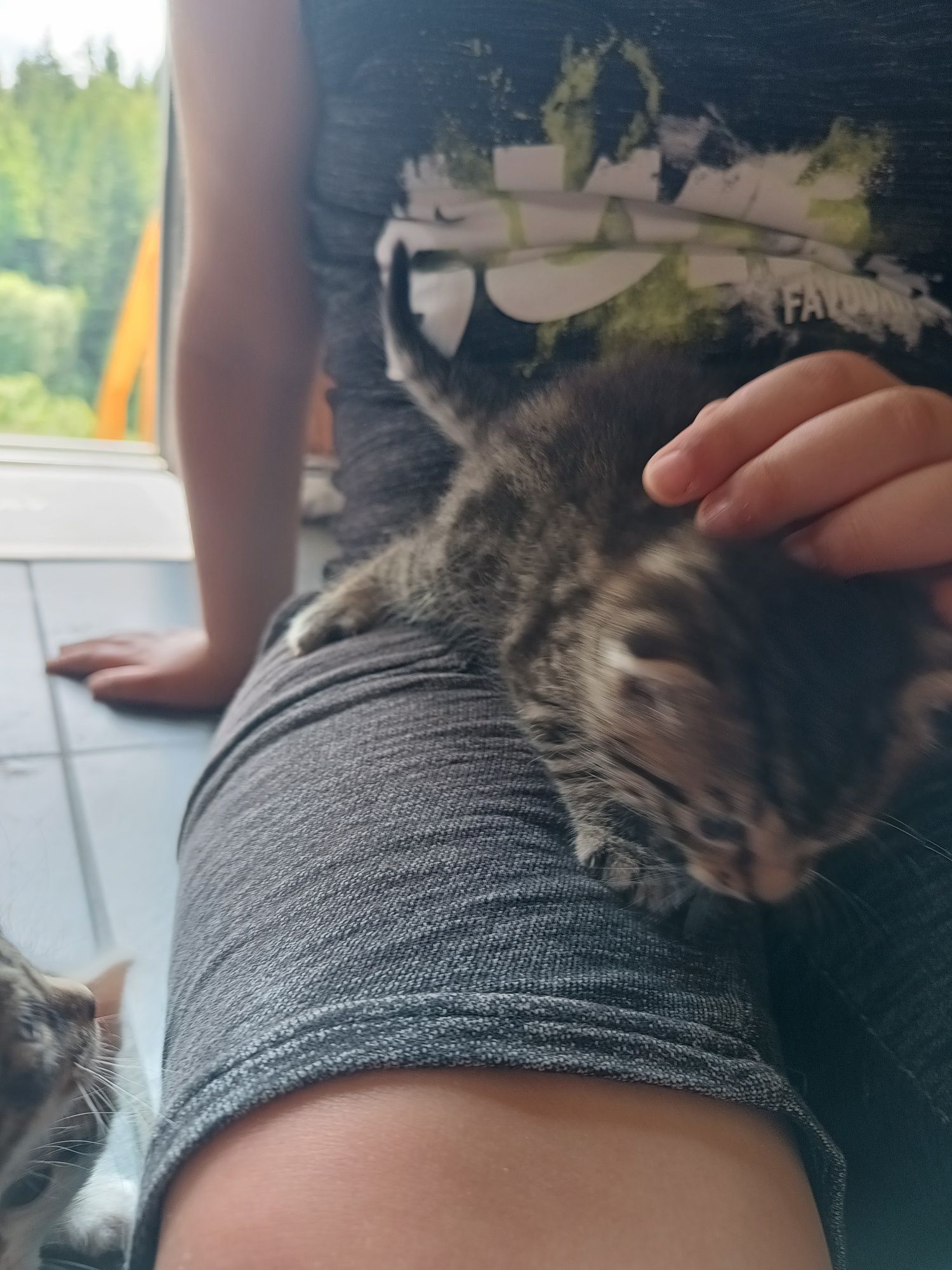Kocurka oddam za darmo