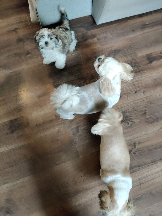 Piesek shih TZU z metrykom trikolor