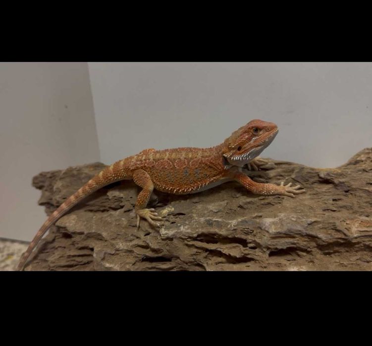 agama brodata extrem red GRUBY KOCUR sklep zoologiczny rzeszów