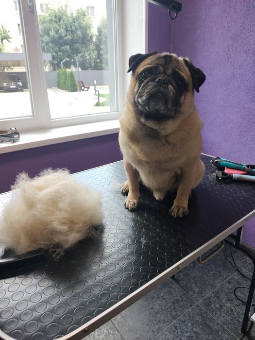 Сертифікований грумер.Грумінг салон вул. Перемоги