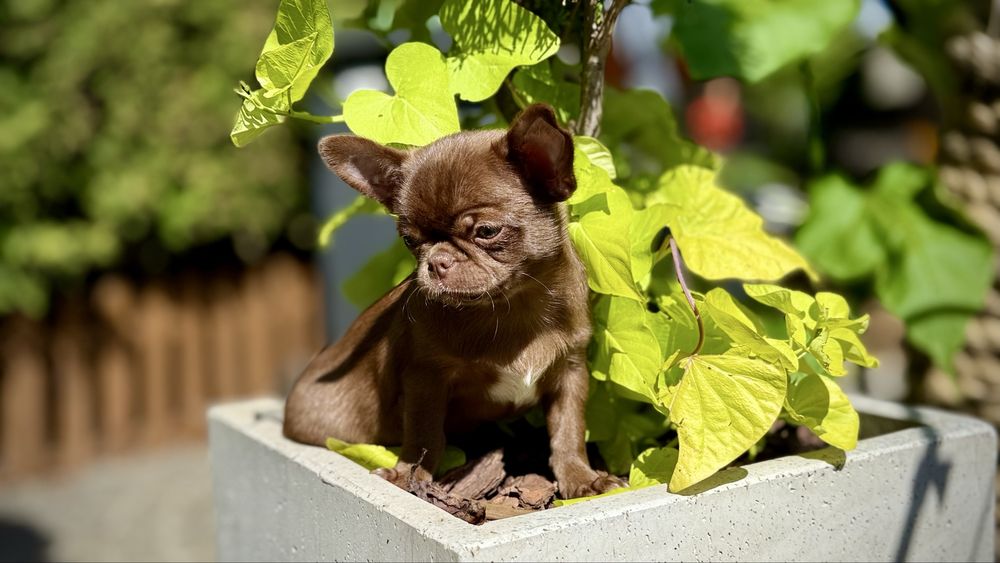 Chihuahua czekoladowy GOTOWY DO ODBIORU  przepiękny PIESEK