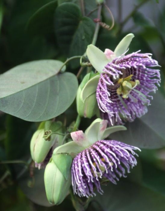 10 sementes de Granadilla - Passiflora ligularis