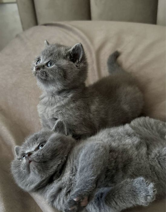 Шикарные британские котята с документами!