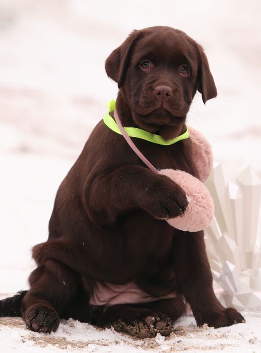 Пронуємо для в'язки ,лабрадор шоколадний