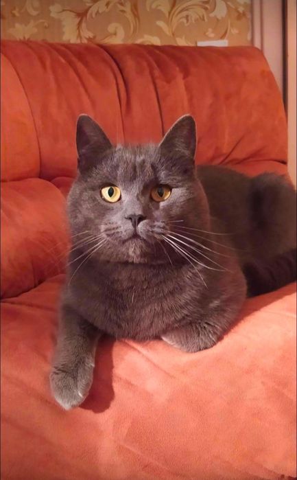 Кот на вязку. прямоухий