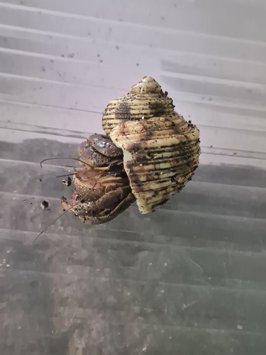 Krab pustelnik szuka domu