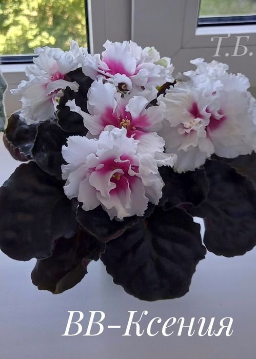 Фиалки. Детки сортовых фиалочек.