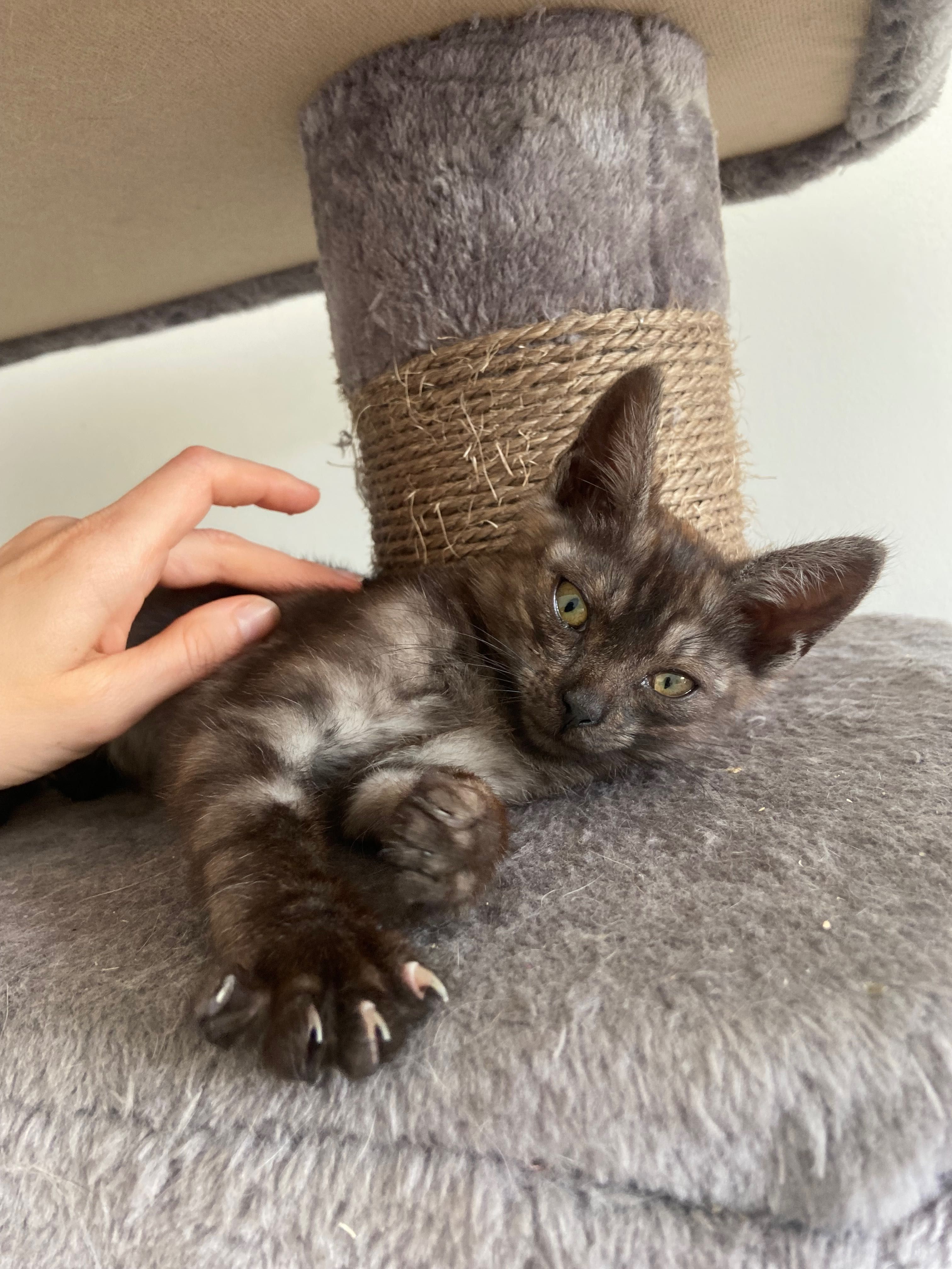 Mały, 3-mies kotek do adopcji, Mokotów