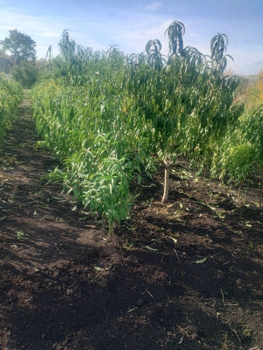 Саджанці персика і абрикоса