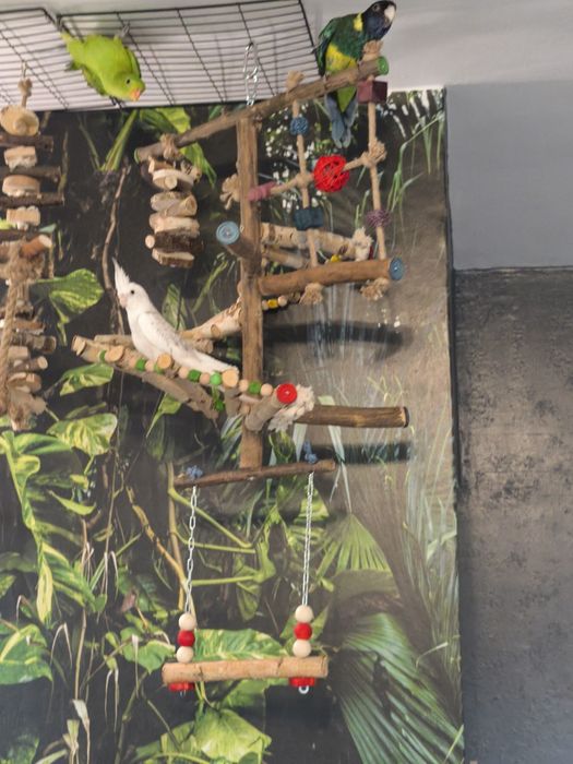 Zabawka dla papug własnoręcznie wykonane plac zabaw
