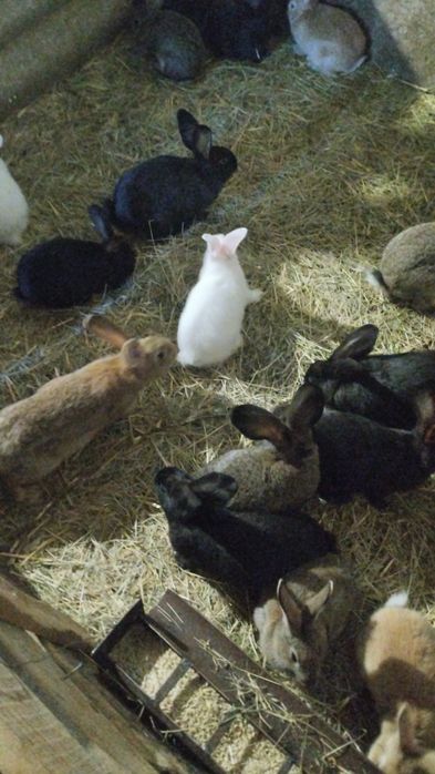 Продаются кролики