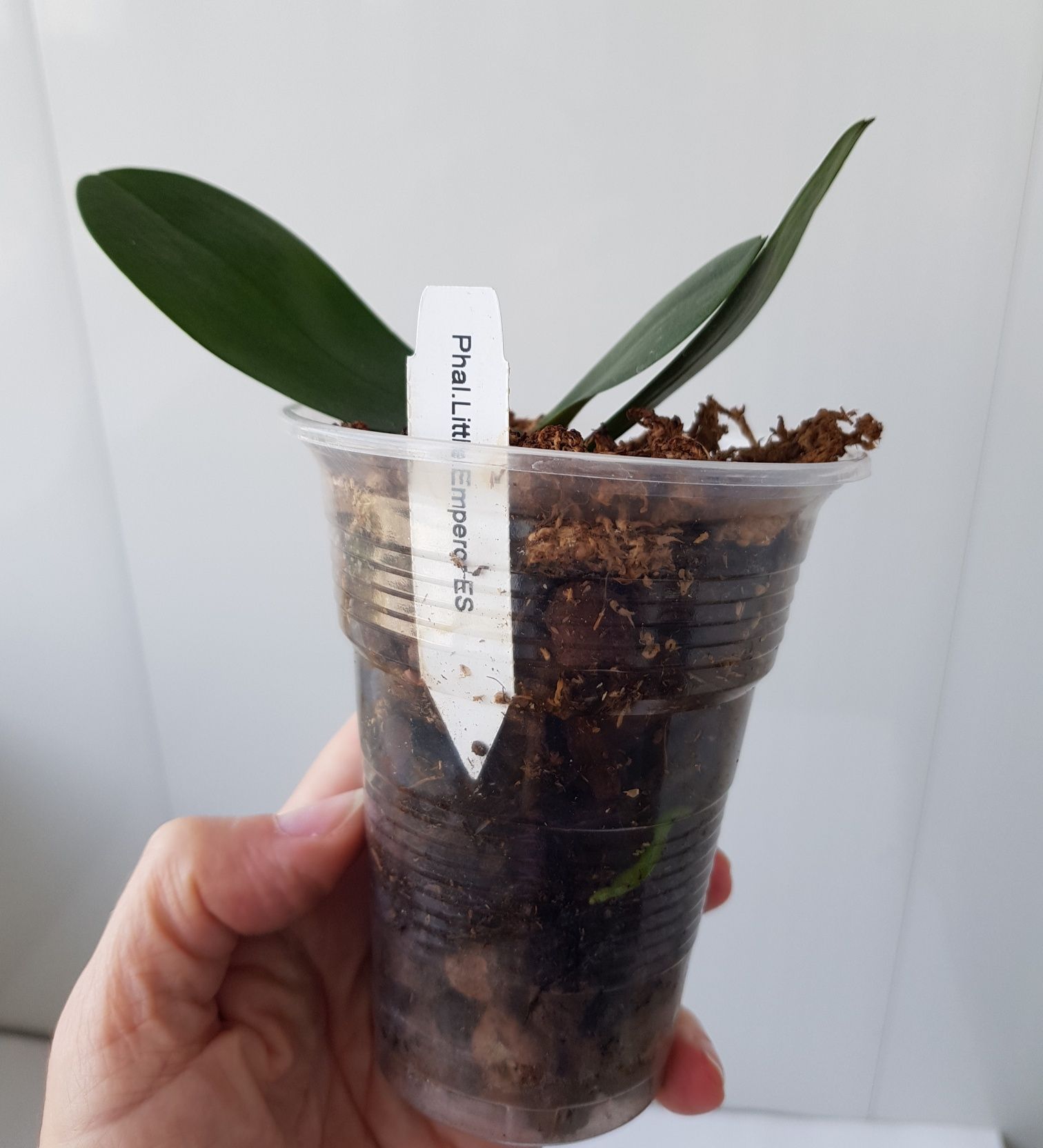 Орхидея Phal, Little Emperor ES, бабочка