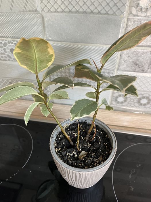 Фікус Тінеке