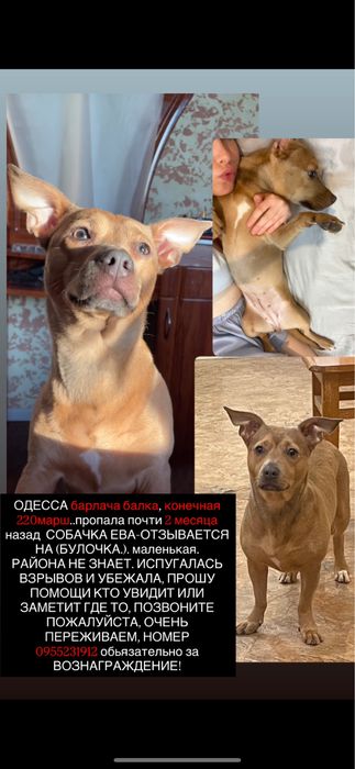 пропала собака помогите найти пожалуйста
