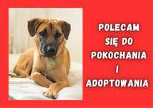 MENITO - marzy o nowym domu i rodzinie :)