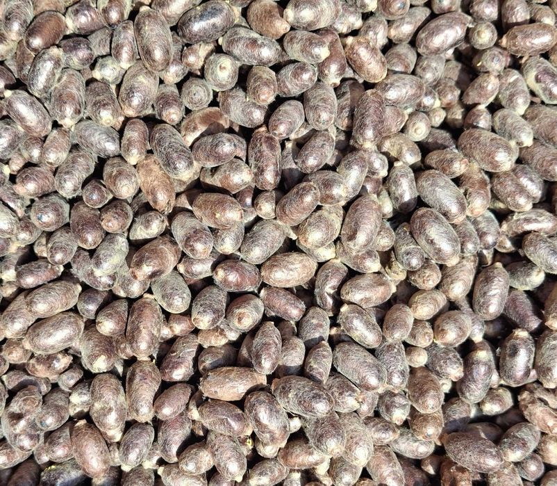 Kokony murarki ogrodowej 500 szt.